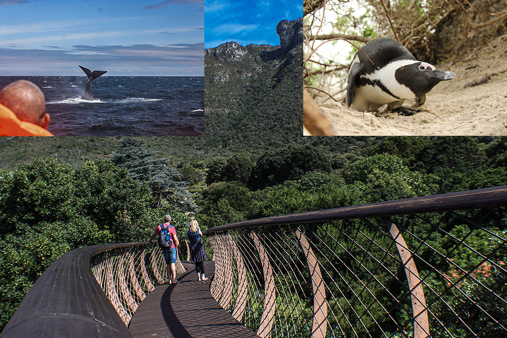 Whales, Kirstenbosch and Boulders Beach