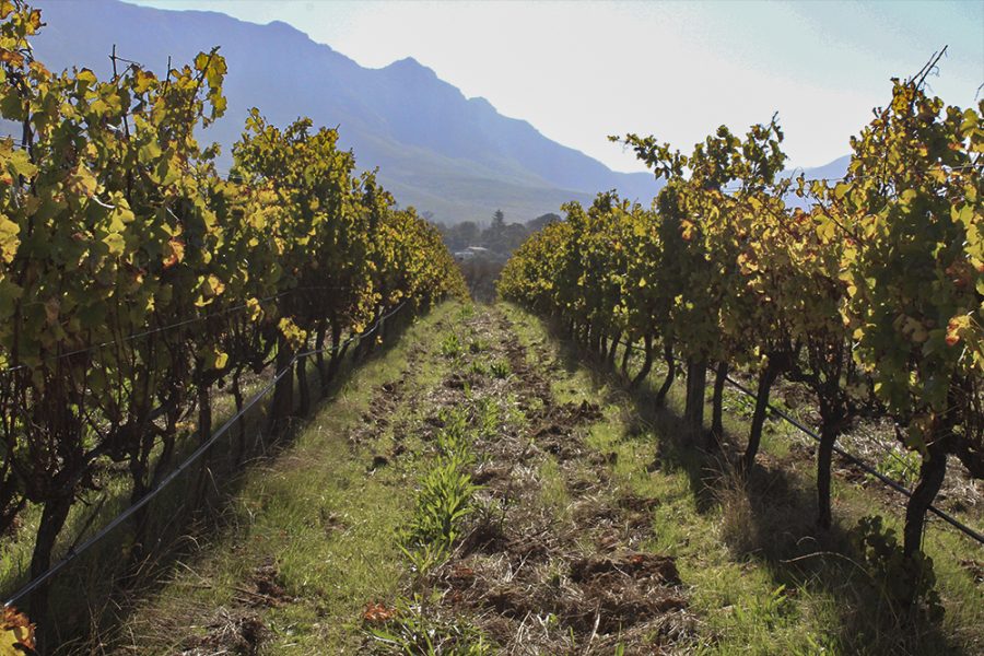 The Constantia Wineland